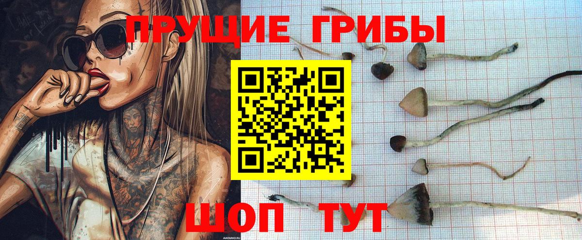 Мыски  Галлюциногенные грибы прущие грибы  Вход с VPN  Галлюциногенные грибы прущие грибы 